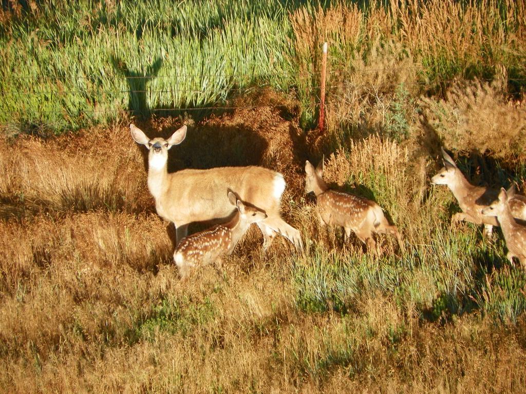 Elk Run Inn Craig Zewnętrze zdjęcie